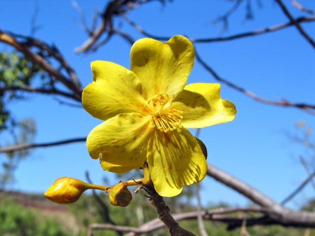 Kapok tree flowers