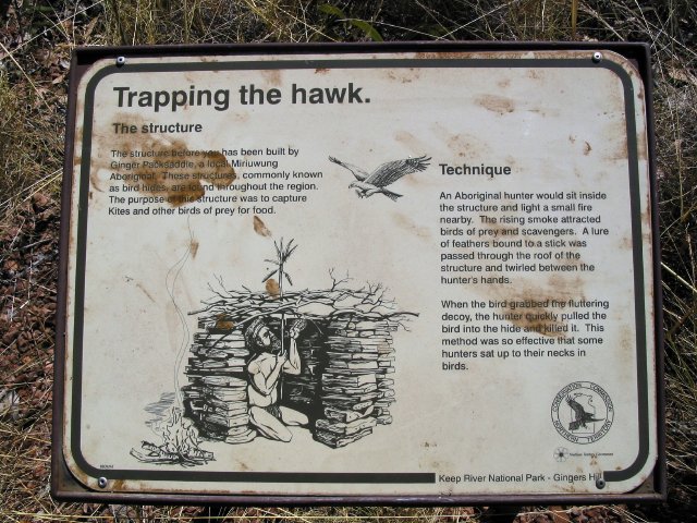 Trapping the hawk.