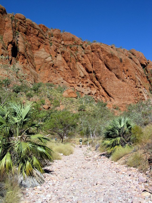 Palms in the wash