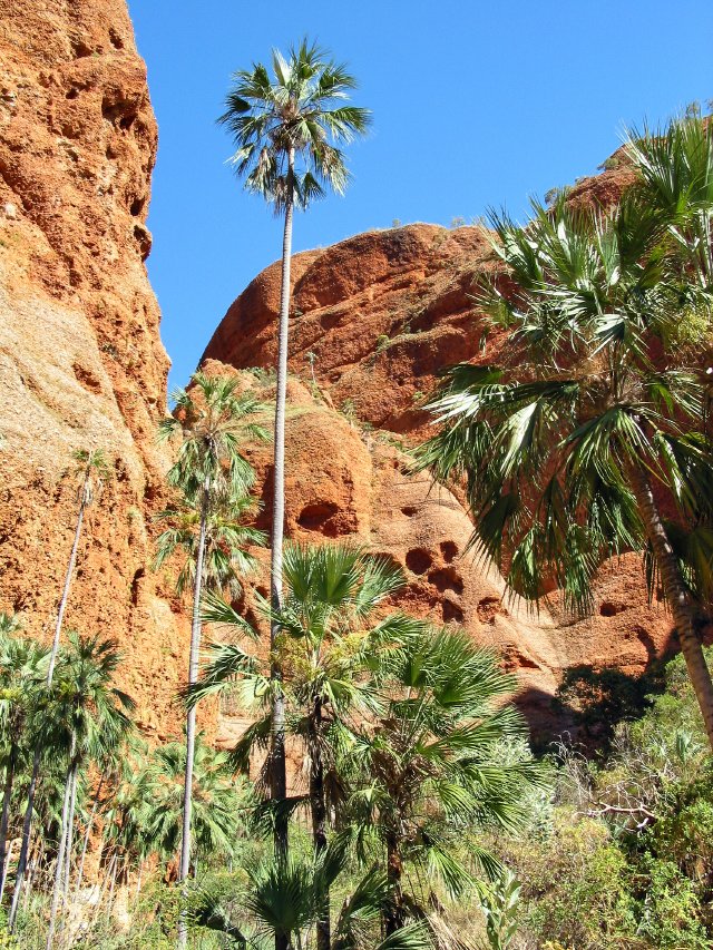 More palms
