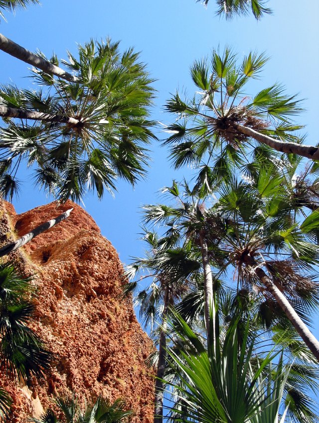 Palm grove