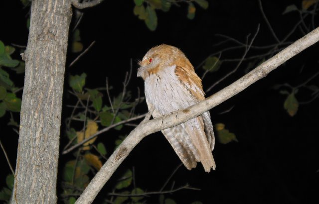 Tawny Frogmouth