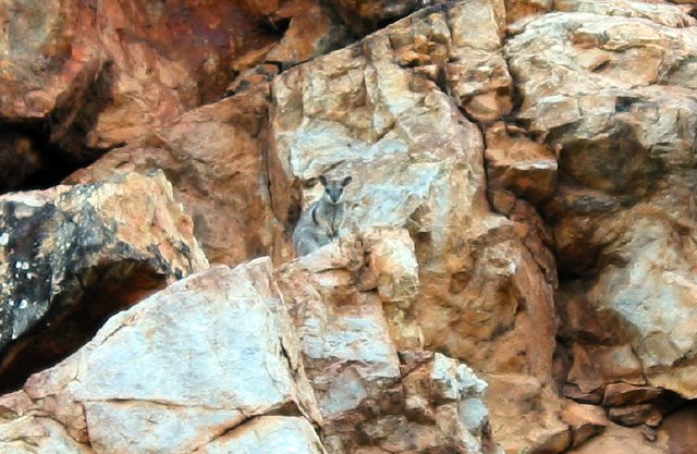 Rock Wallaby