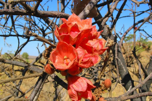 Kimberly Rose.  About 60km e of Windjana Gorge National Park, Western Australia.