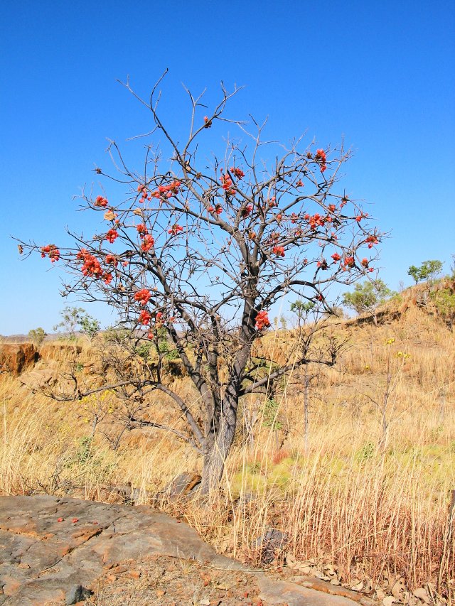 Kimberly Rose.  About 60km e of Windjana Gorge National Park, Western Australia.