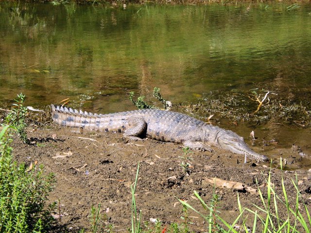 Freshie crocodile, Windjana Gorge