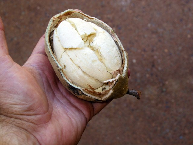 Boab nut (what animal eats this, and how?)