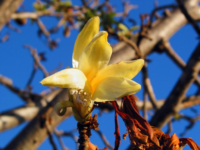 Boab flower, Broome