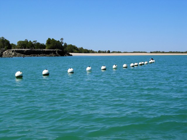 Oyster panel line