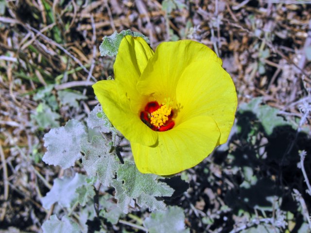 Yet another hibiscus/mallow