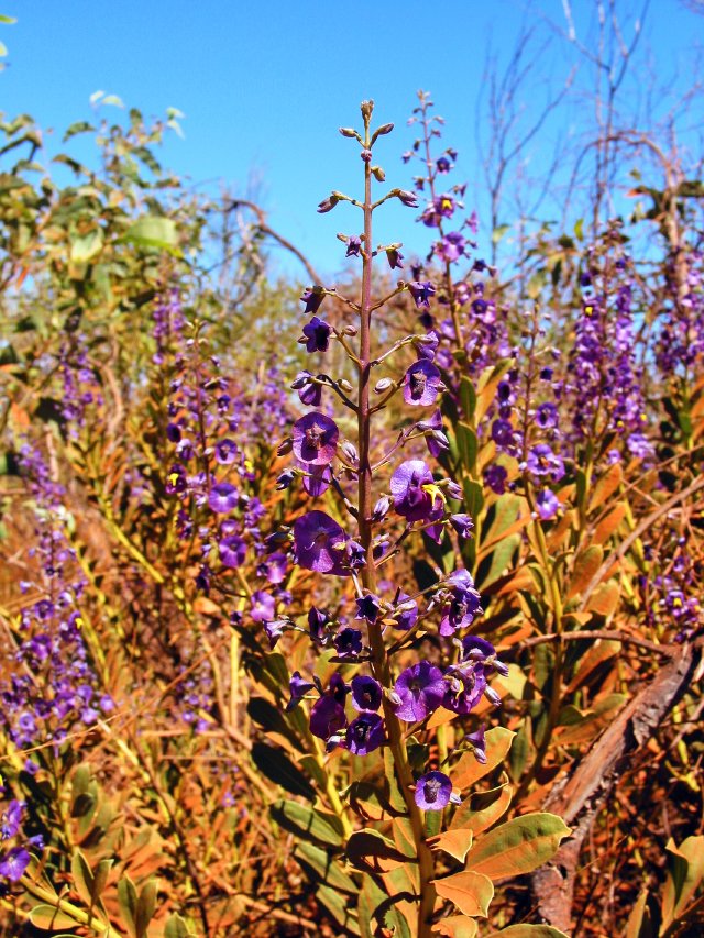 Purple flower hurts to look at