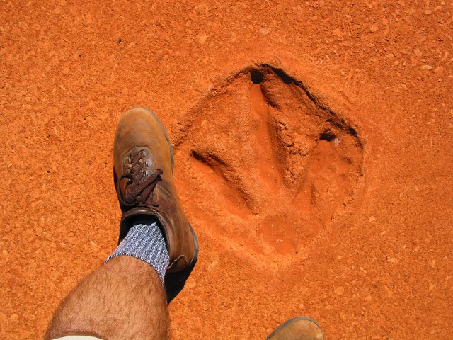 Dinosaur footprint, Gantheaume Point