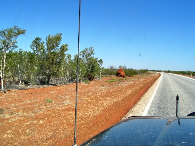 12:29pm: A termite mound!