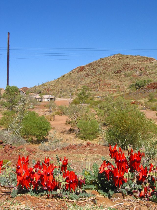 Sturts desert pea at Comet Gold Mine