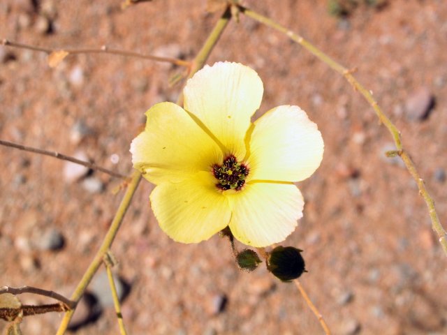 Another pretty mallow