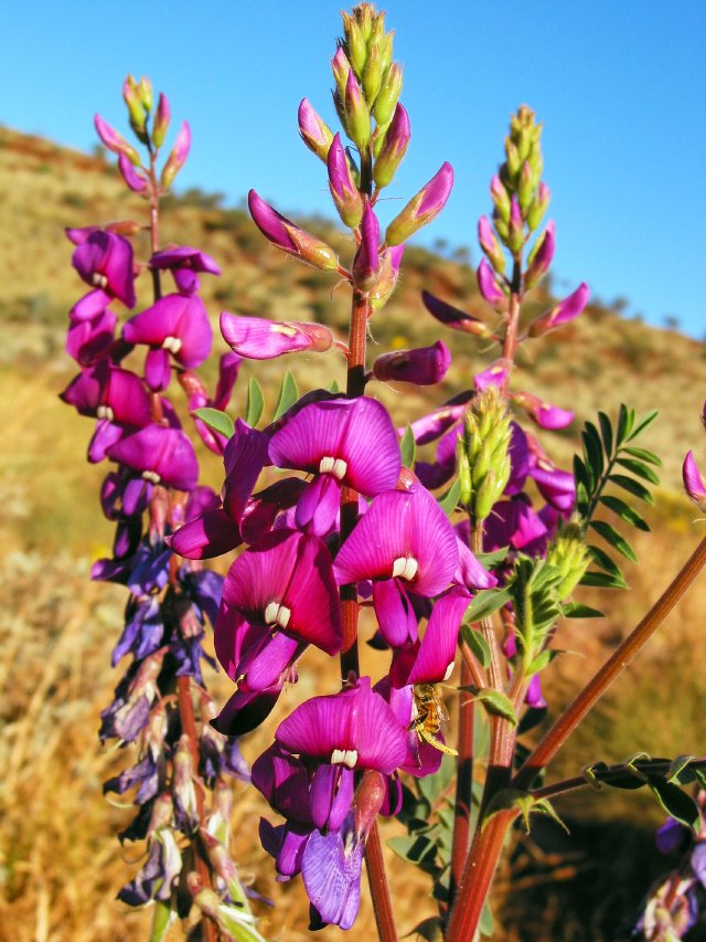 Pea flower