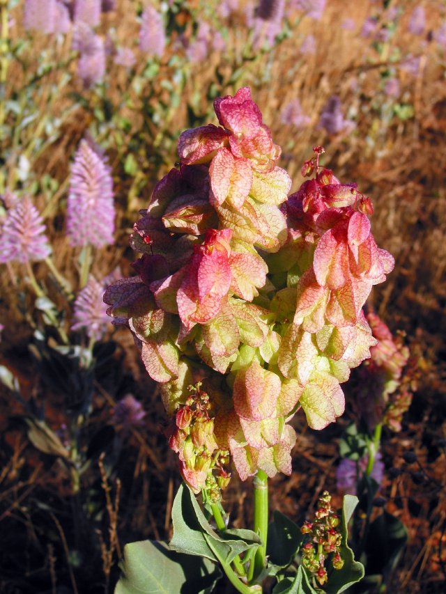 Strange flower