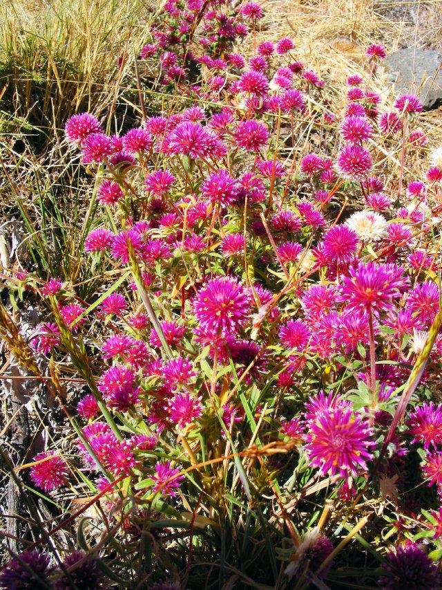 Wildflowers towards Tom Price, WA