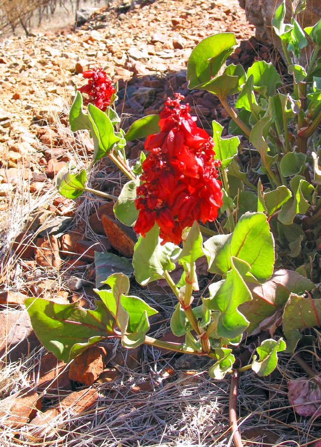 Ugly curious wildflower