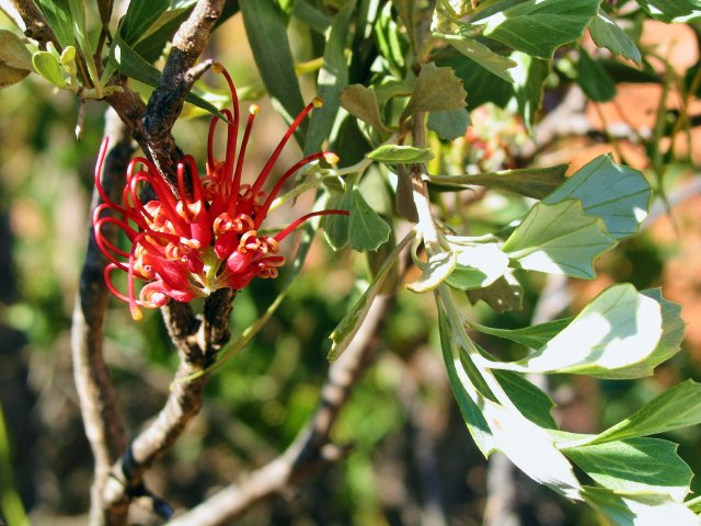 Grevillea sp