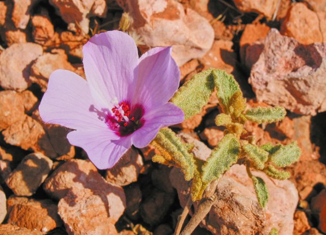 Malvaceae species