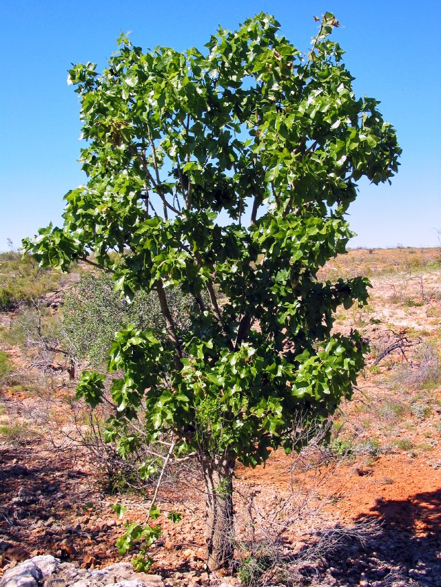 Cape Range National Park, Western Australia