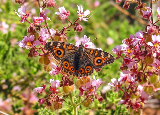 Butterfly, Cape Range NP, Western Australia