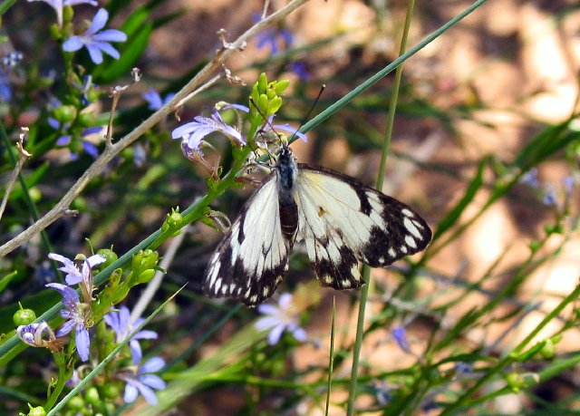 Butterfly on fan flower.  Cape Range National Park, Western Australia