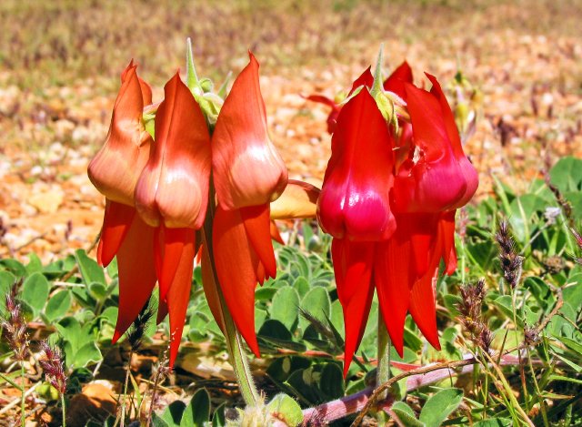 Sturt Desert Pea, no black centers.  Found near Exmouth, WA