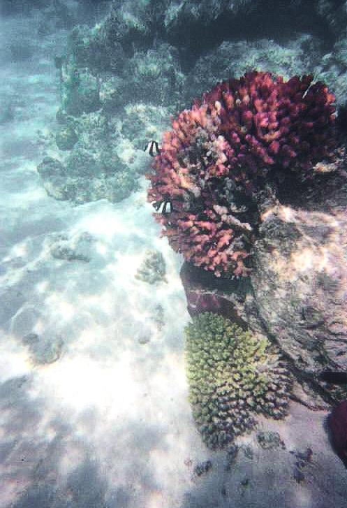 Snorkeling in Ningaloo Reef