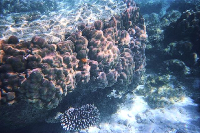 Snorkeling in Ningaloo Reef