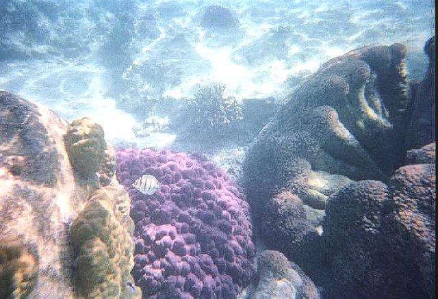 Snorkeling in Ningaloo Reef