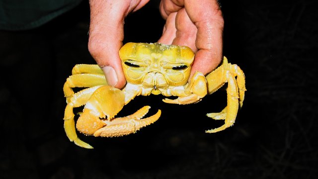 Ghost crab