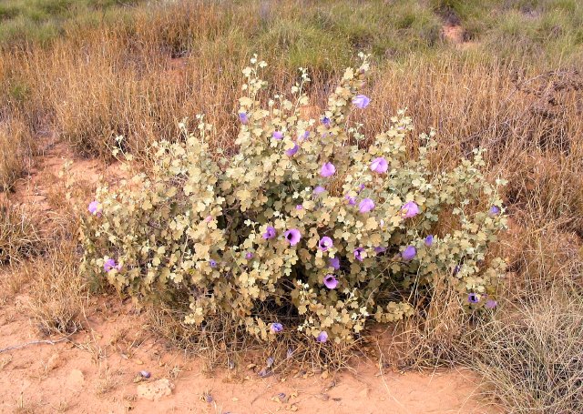 Mystery mallow