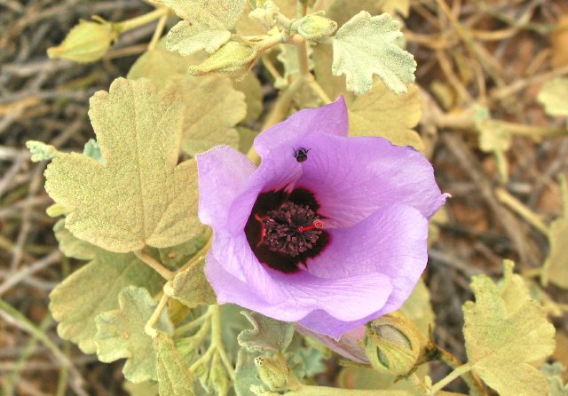 Mystery mallow