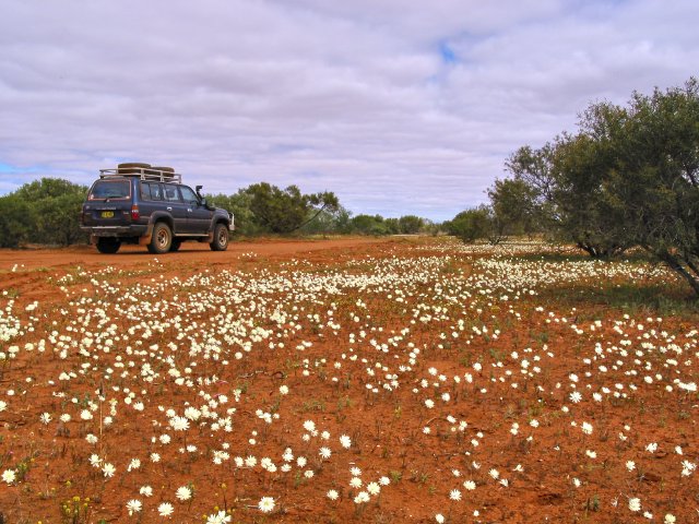 Everlasting flower carpet