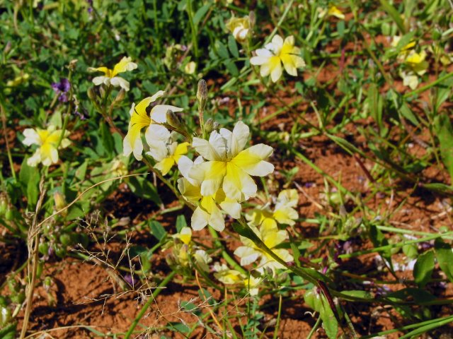 Fan flower