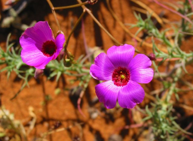 Pink flower carpet flower