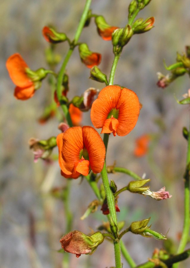 Pea flower