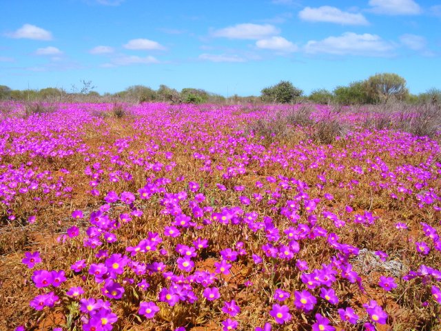 Pink carpet