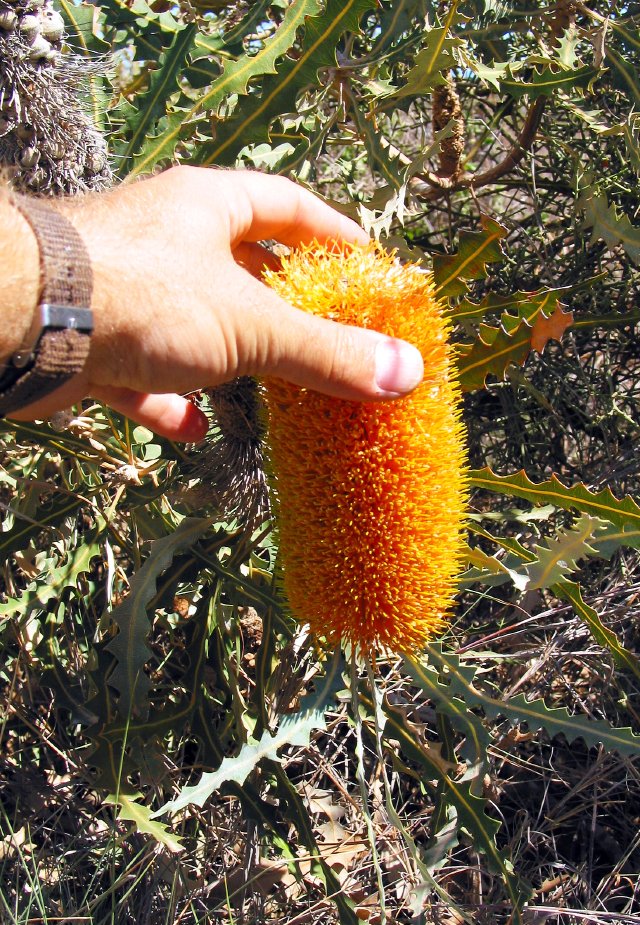 Banksia