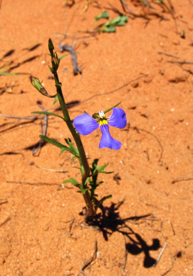 Lobelia sp