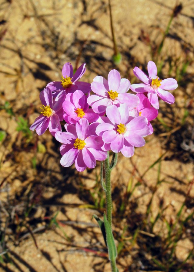 Curious wildflower