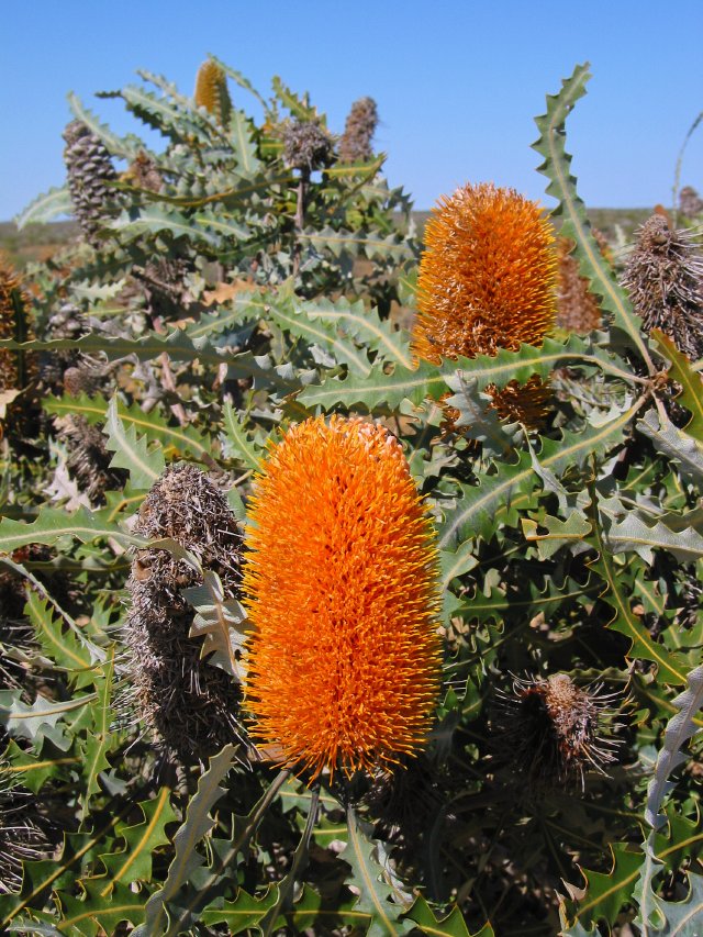 Banksia north of Carnarvon, WA