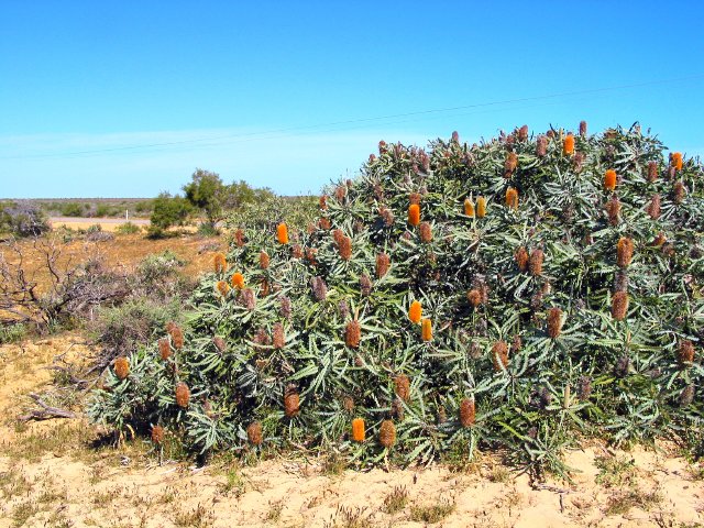 Banksia bush, with evenly spaced flowers