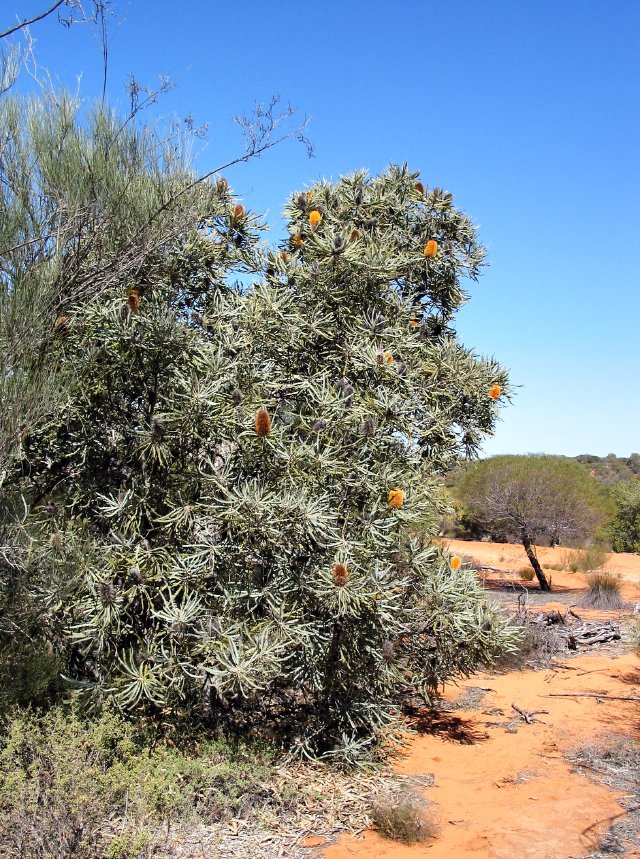 Banksia hookeriana bush, road to Steep Point