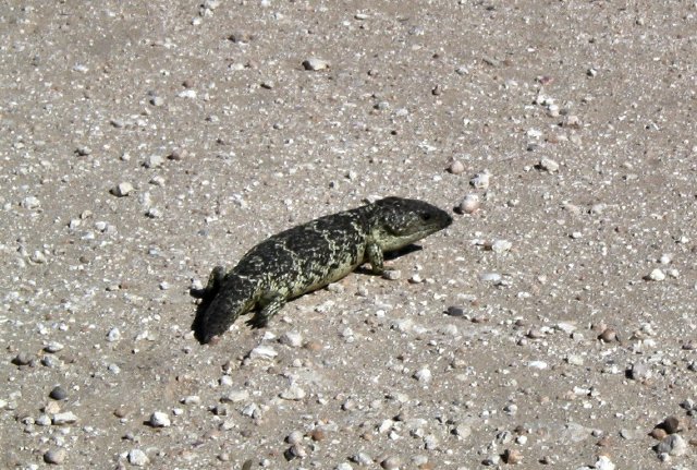 Stubby skink