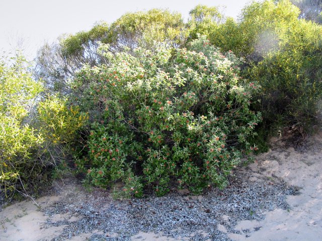 Citrus family something bush