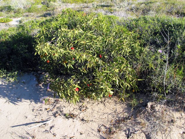 Quandong