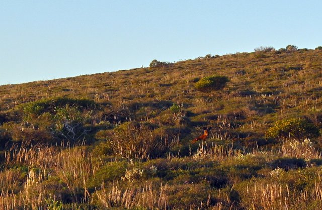 Red kangaroo